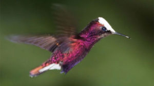 Snowcap Hummingbird - Microchera albocoronata