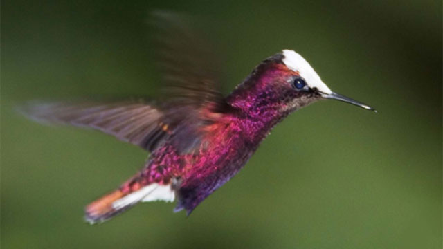 Snowcap Hummingbird - Microchera albocoronata 