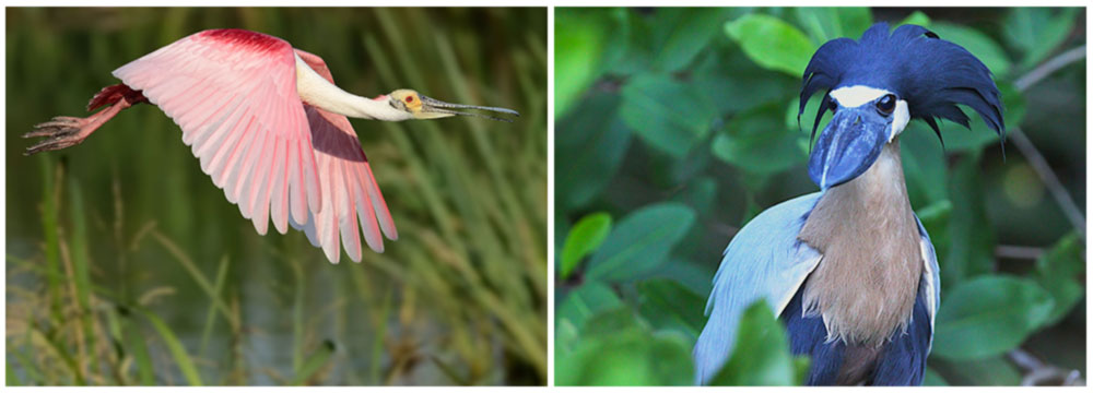 Birding on a Budget Tour, Central Pacific, Day 9