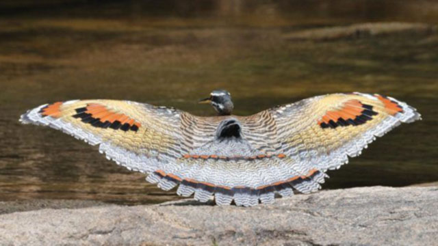 Sunbittern - Eurypyga helias- Costa Rica Bird Checklist