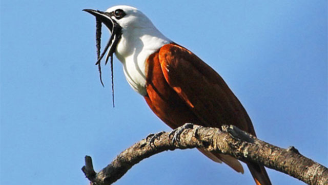 Three-wattled bellbird - Procnias tricarunculatus- Costa Rica