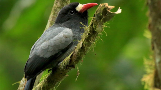 White Fronted Nunbird - Monasa morphoeus