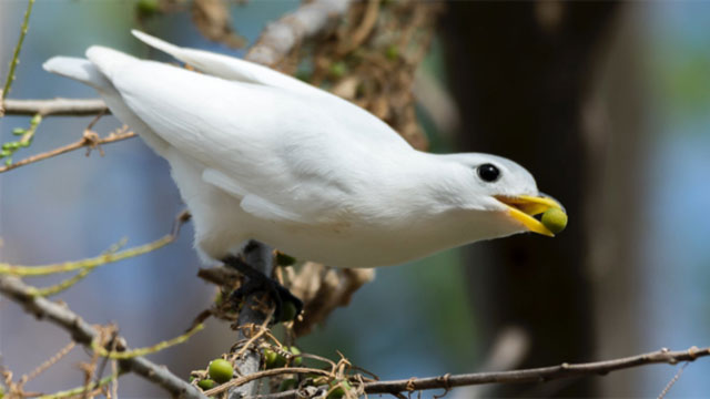 Yellow-billed Cotinga - Carpodectes antoniae