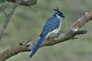 Birding Destination, Palo Verde National Park, White Throated Magpie Jay