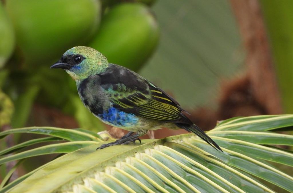 Costa Rica Birding Guide