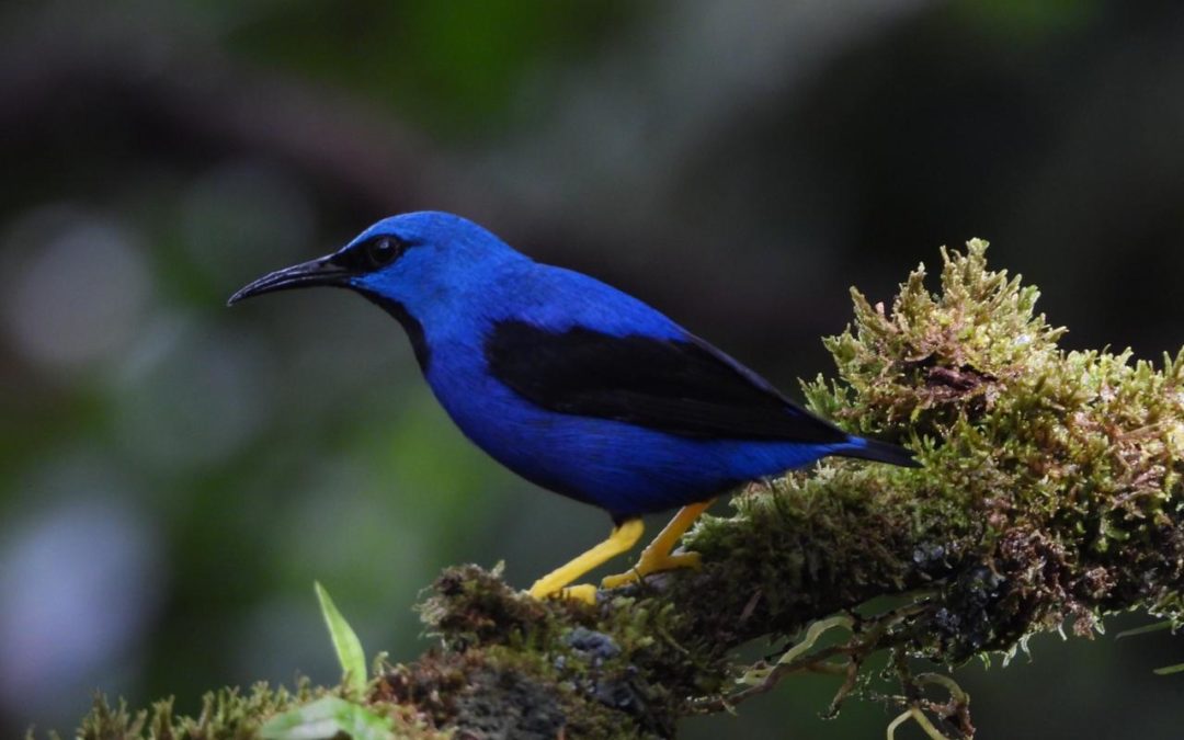 Top Ten Birding Destinations in Costa Rica