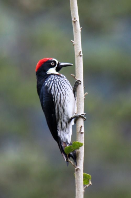 acorn woodpecker costa rica
