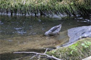 american dipper costa rica image2