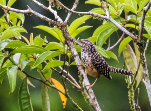 band backed wren costa rica