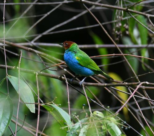 bay headed tanager costa rica