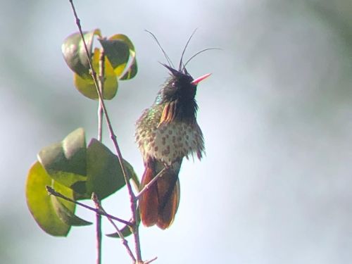 black crested coquette costa rica