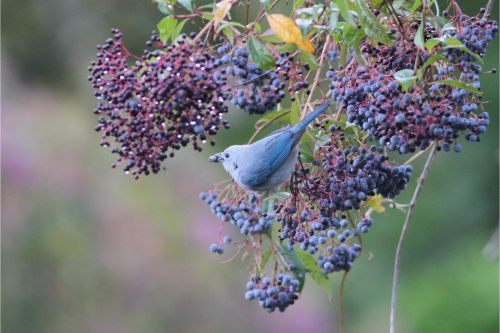 blue gray tanager costa rica
