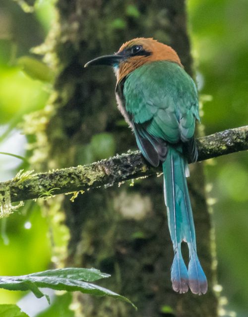 broad billed motmot costa rica