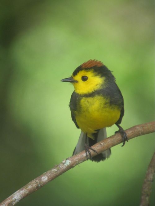 collared redstart costa rica