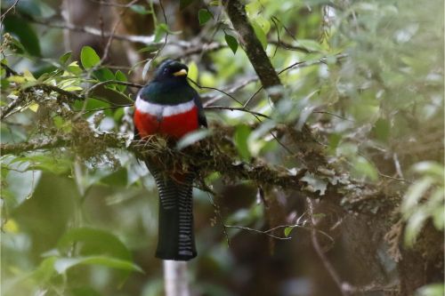collared trogon costa rica