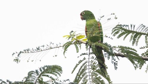 crimson fronted parakeet costa rica