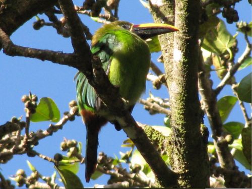 emerald toucanet costa rica
