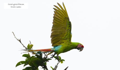 great green macaw costa rica