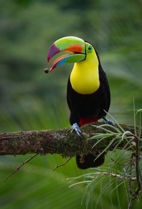 keel billed toucan costa rica