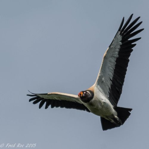 king vulture costa rica