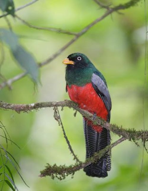 lattice tailed trogon costa rica