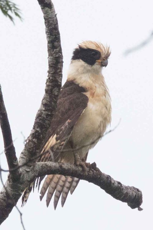 laughing falcon costa rica