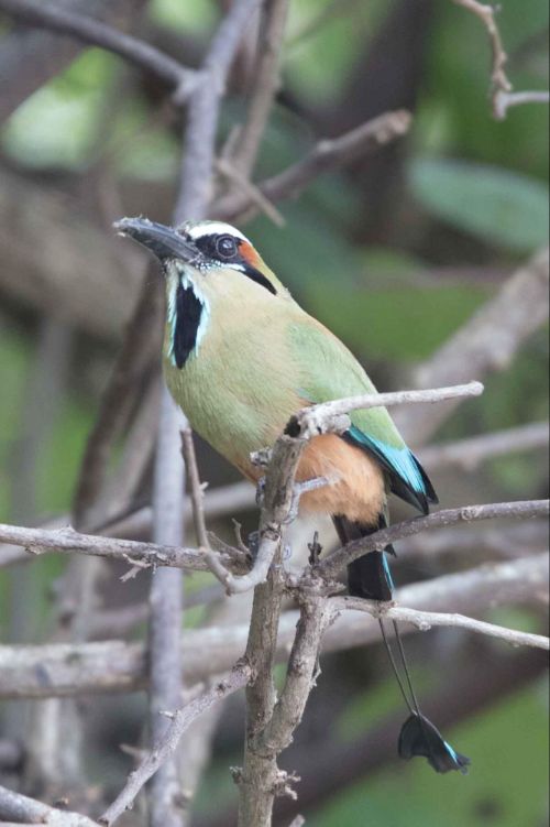 lessons motmot costa rica