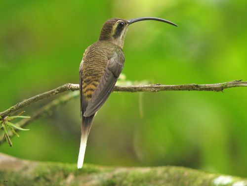 long billed hermit costa rica