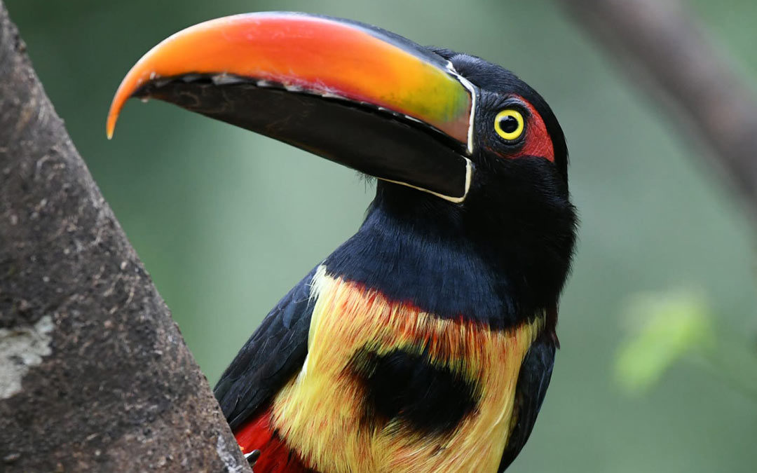 A guide to the Most Beautiful Birds of Costa Rica