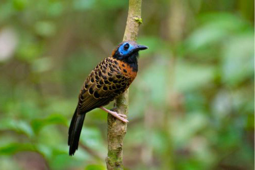 ocellated antbird costa rica