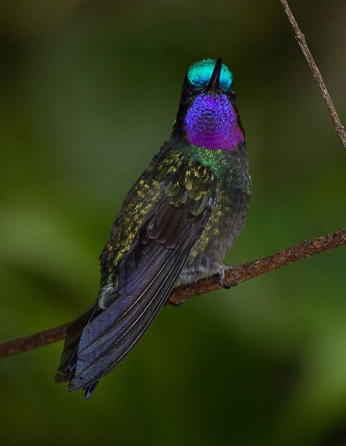 purple throated mountain gem costa rica