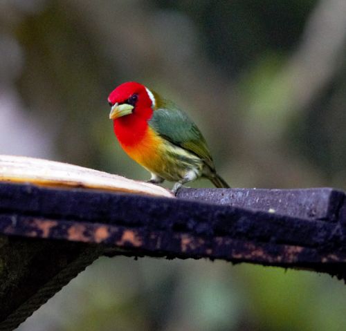 red headed barbet costa rica