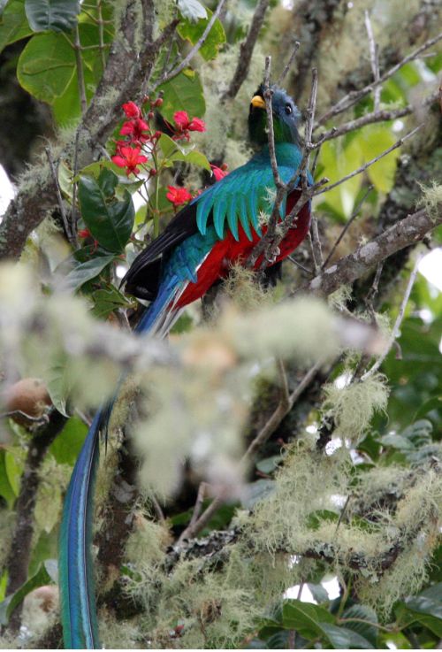 resplendent quetzal costa rica image2