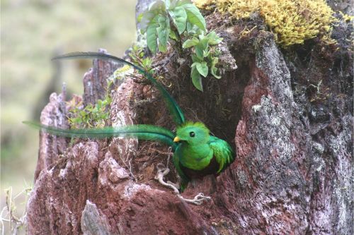 resplendent quetzal costa rica