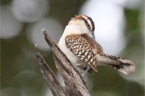 rufous naped wren costa rica