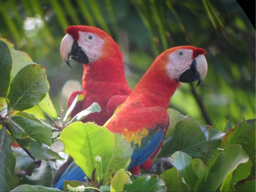 scarlet macaw costa rica