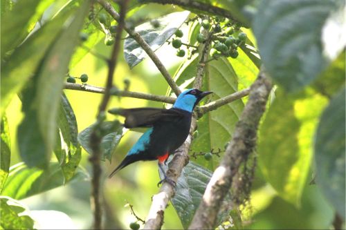 scarlet thighed dacnis costa rica