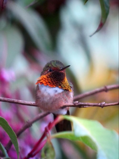 scintillant hummingbird costa rica