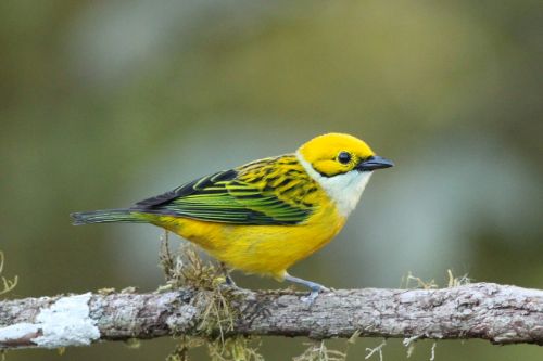 silver throated tanager costa rica