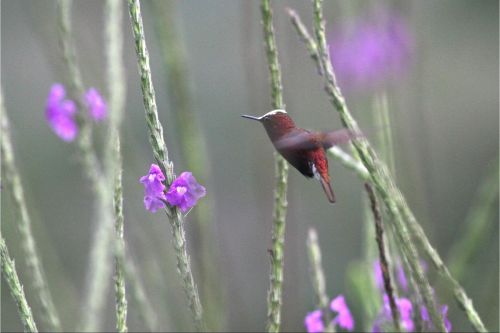 snowcap hummingbird costa rica
