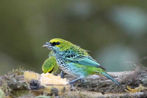speckled tanager costa rica