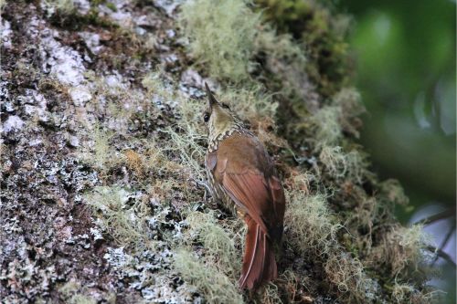 spot crowned woodcreeper costa rica