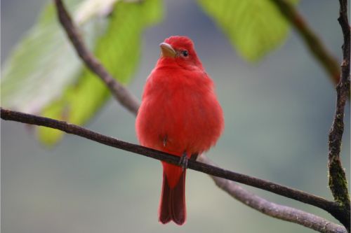 summer tanager costa rica