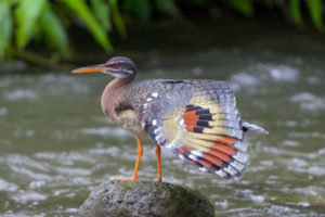 sunbittern costa rica image2