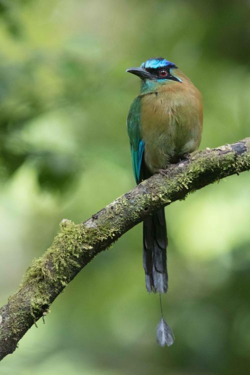 turquoise browed motmot costa rica