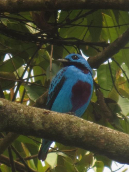 turquoise cotinga costa rica
