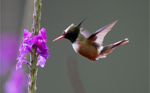 white crested coquette costa rica