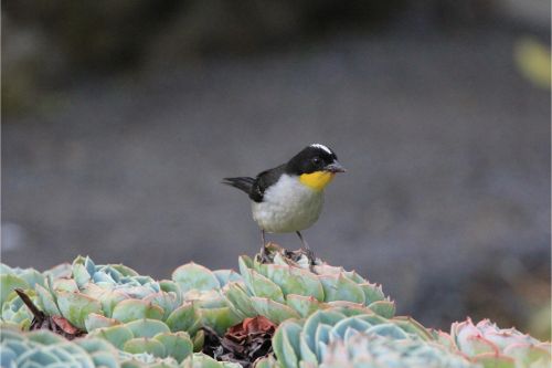 white naped brush finch costa rica