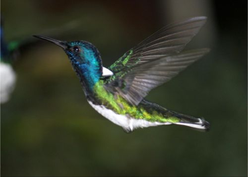 white necked jacobin costa rica