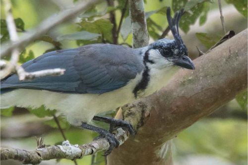 white throated magpie jay costa rica